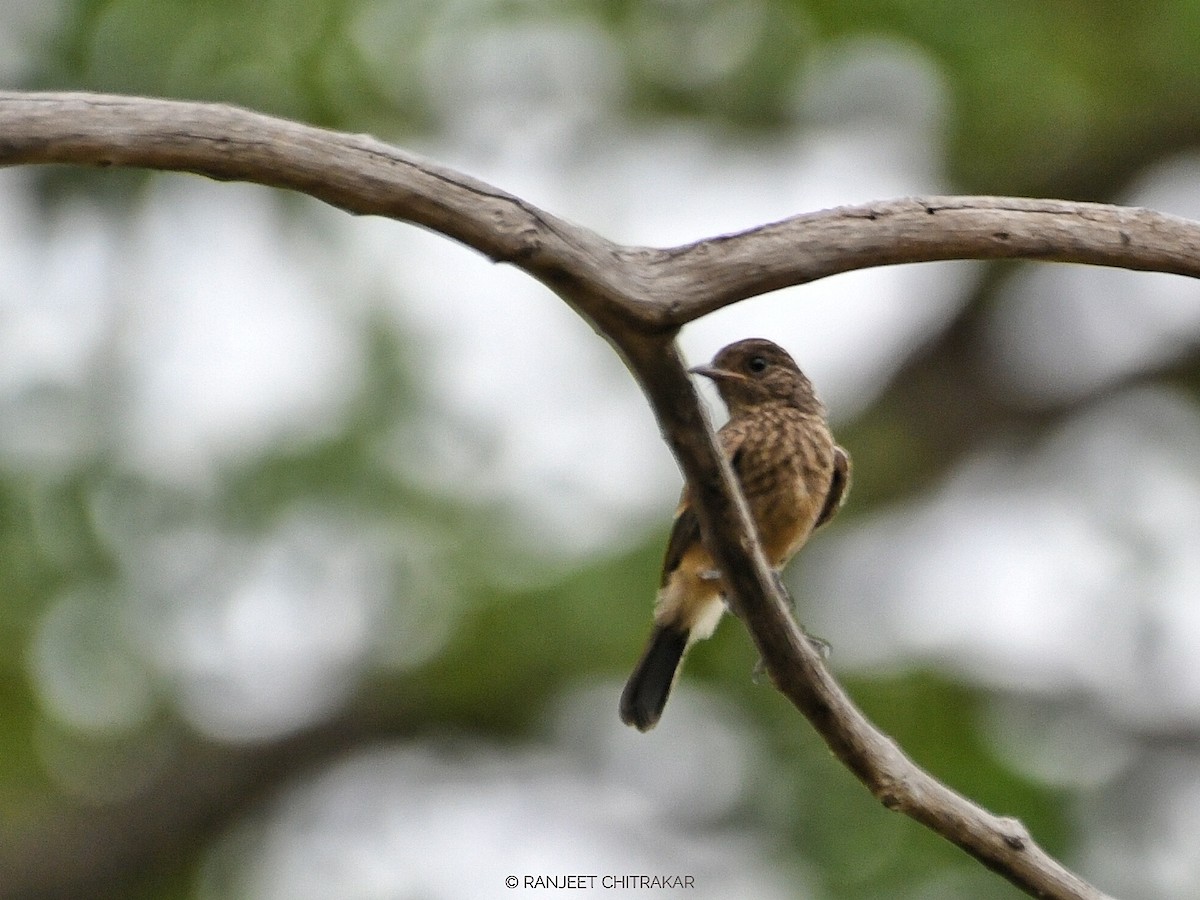 Pied Bushchat - ML620555929