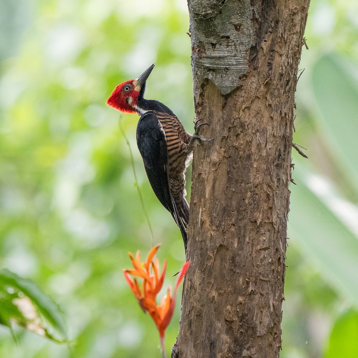 Crimson-crested Woodpecker - ML620555931