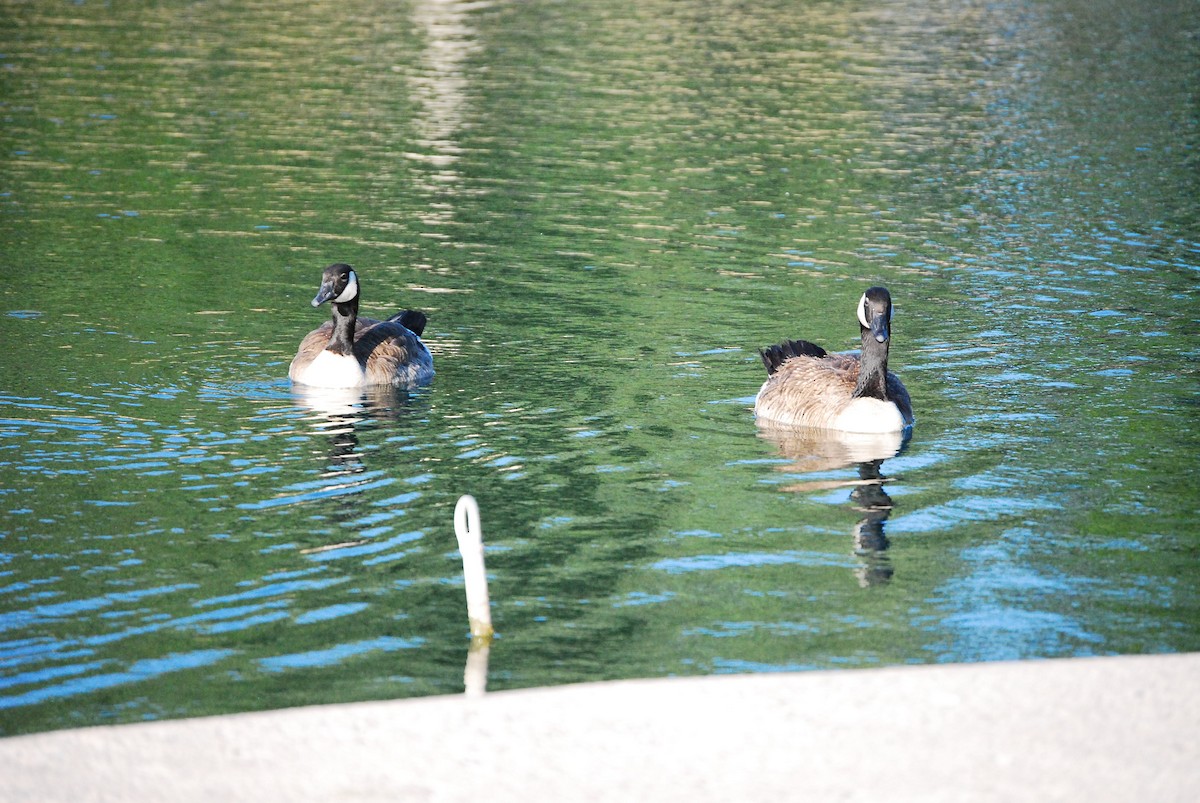 Canada Goose - Dana Parsons