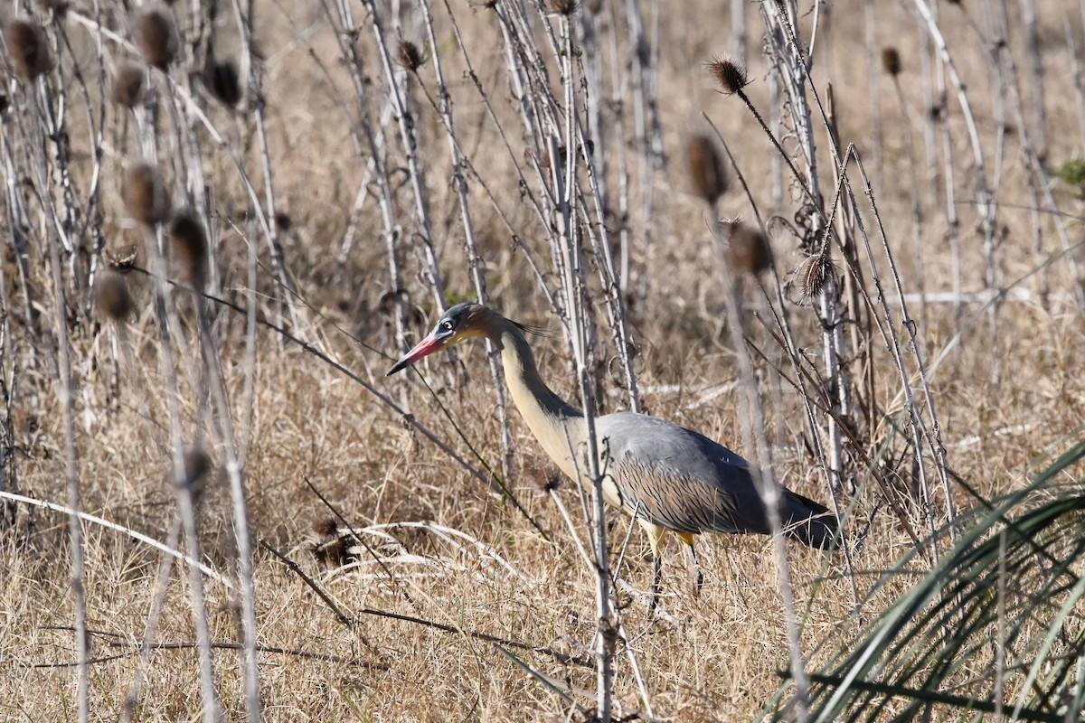 Whistling Heron - ML620555940