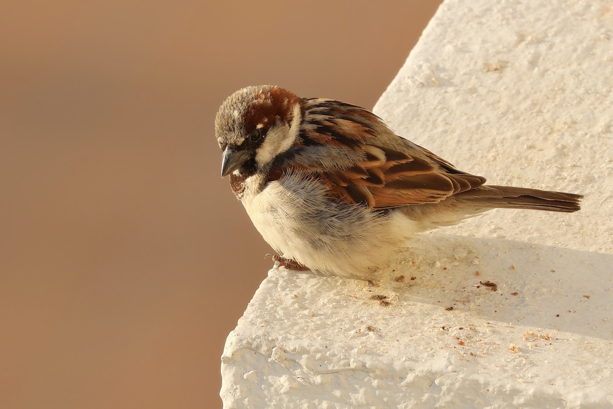 House Sparrow - ML620555950