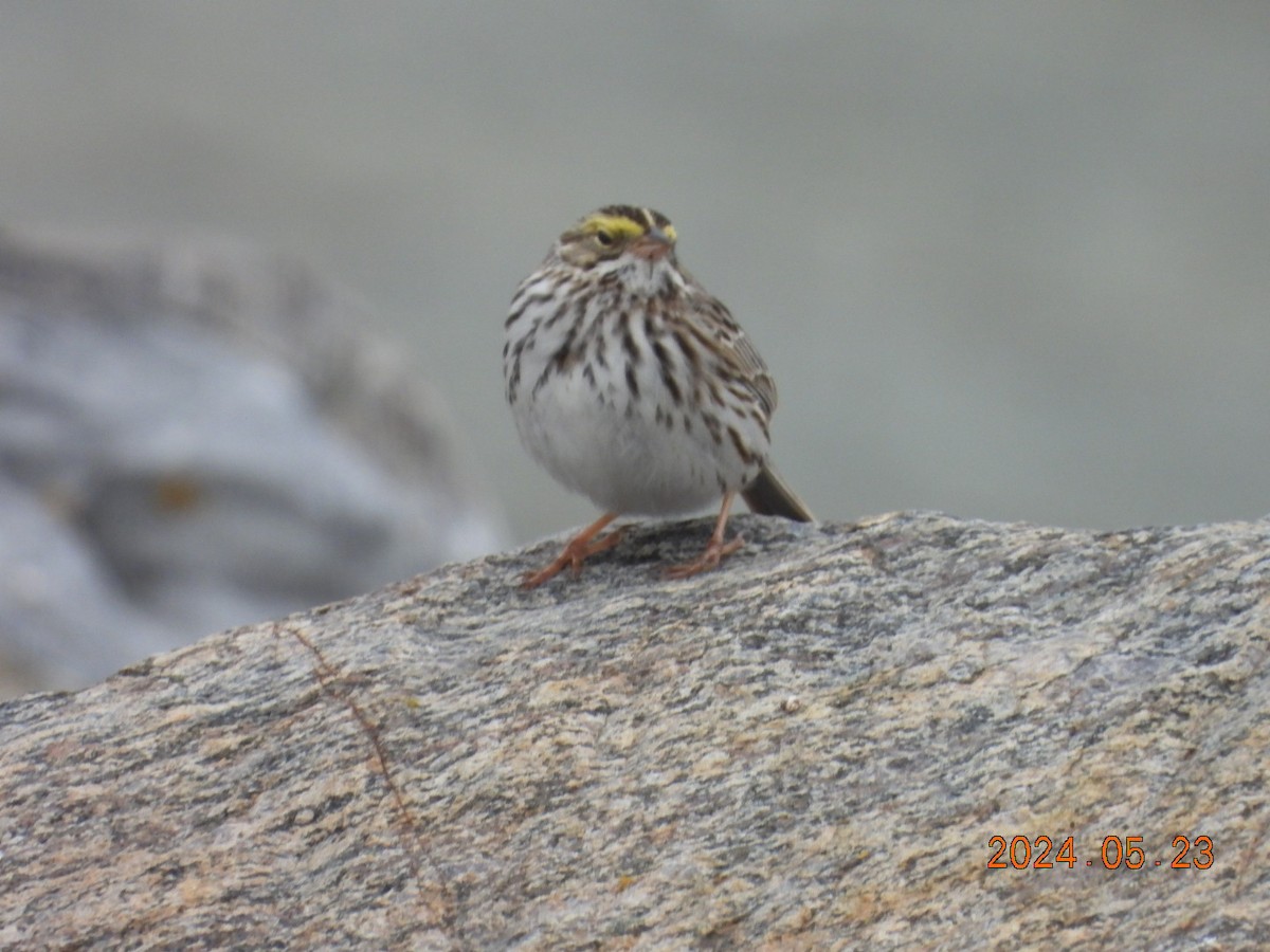 Savannah Sparrow - ML620555979