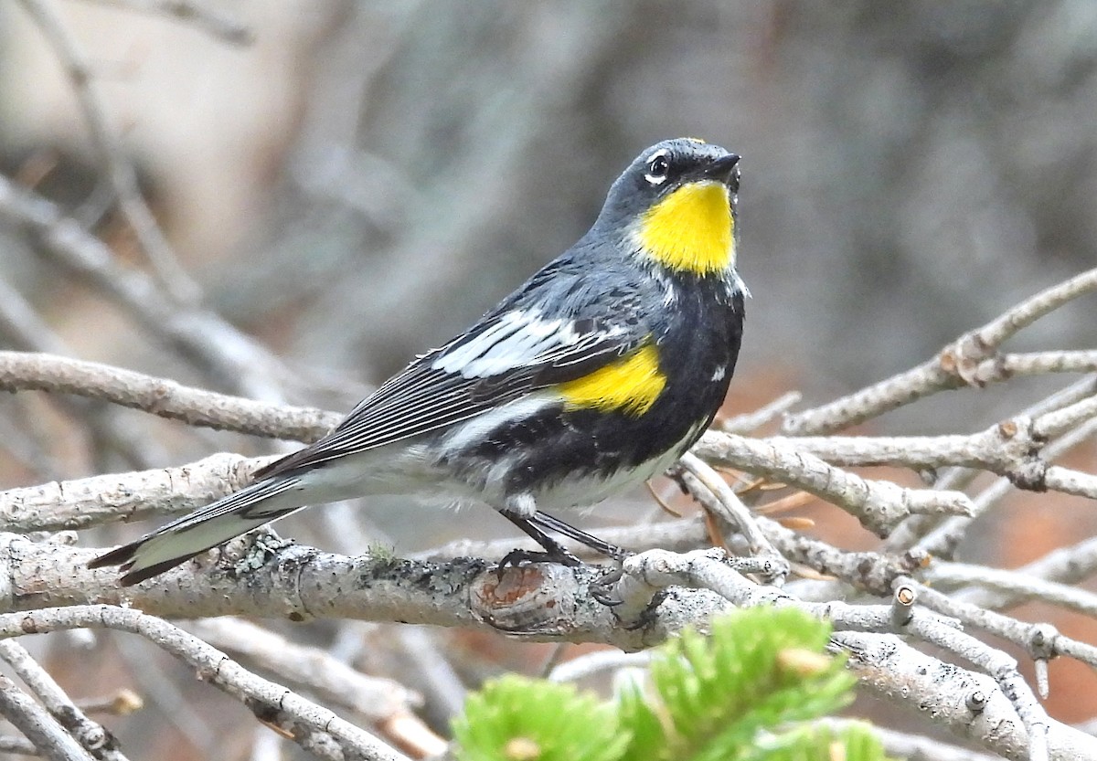 Yellow-rumped Warbler (Audubon's) - ML620555983