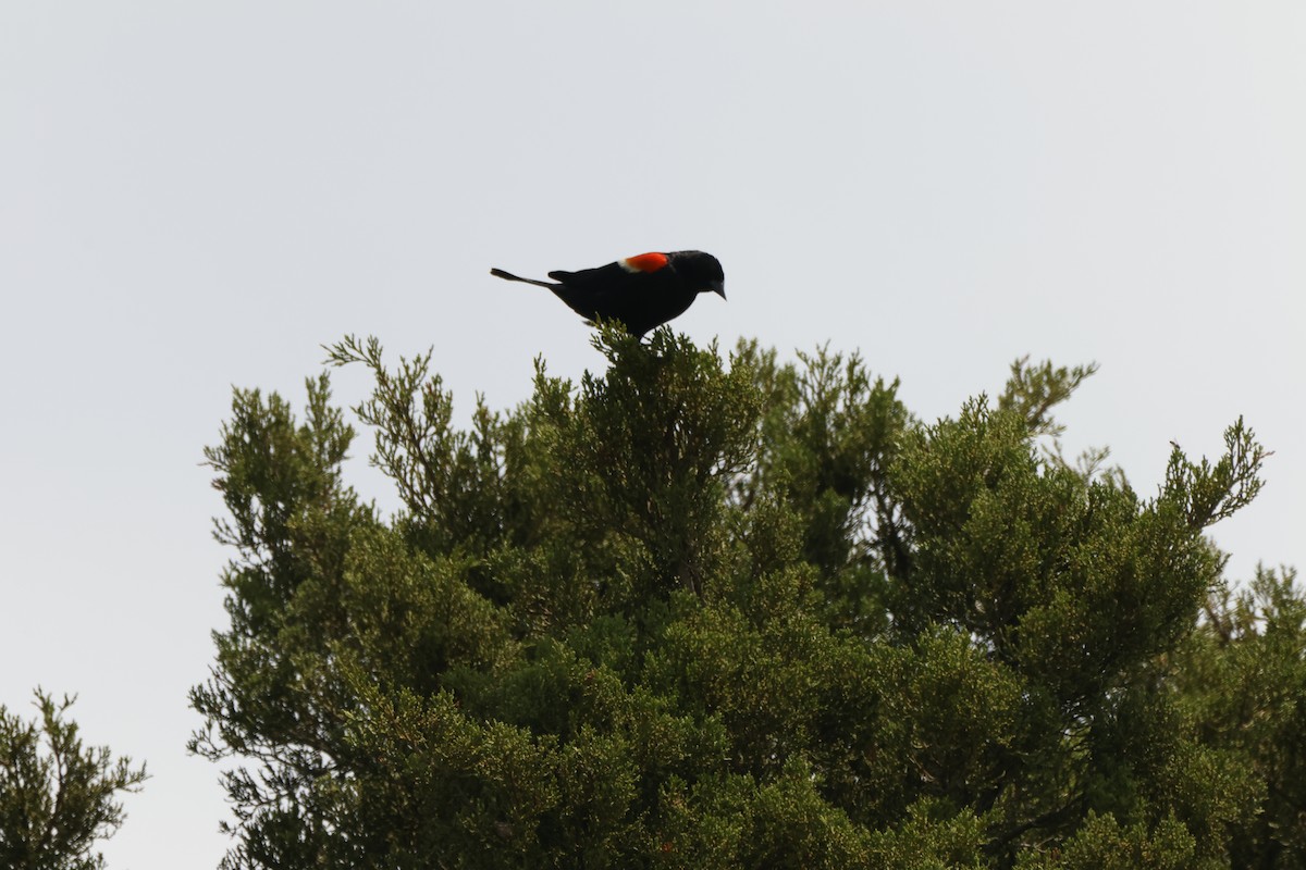 Red-winged Blackbird - ML620555985