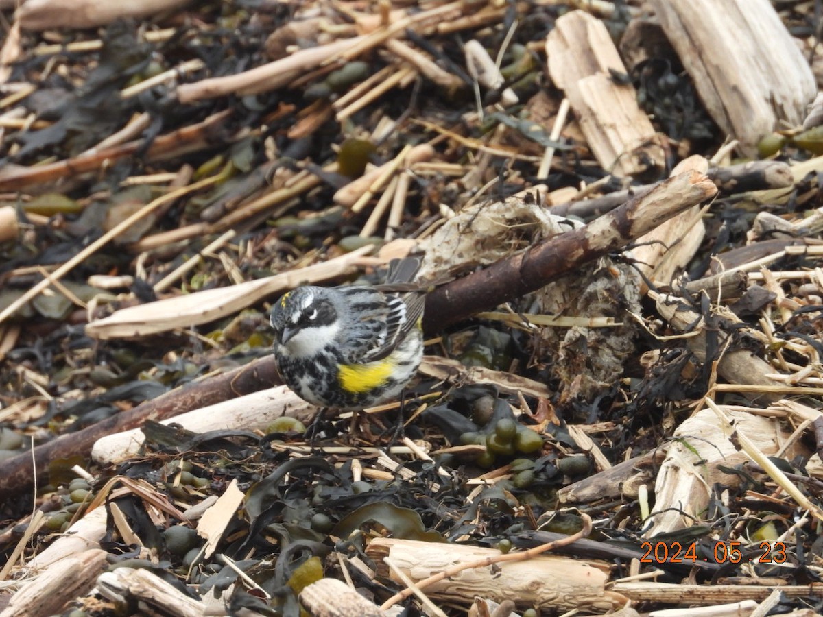 Yellow-rumped Warbler - ML620555986