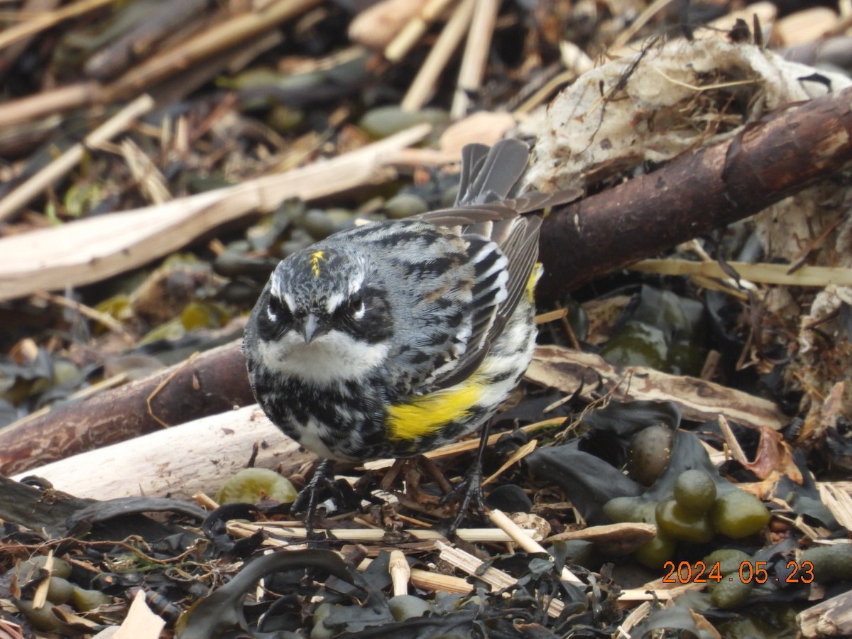 Yellow-rumped Warbler - ML620555987