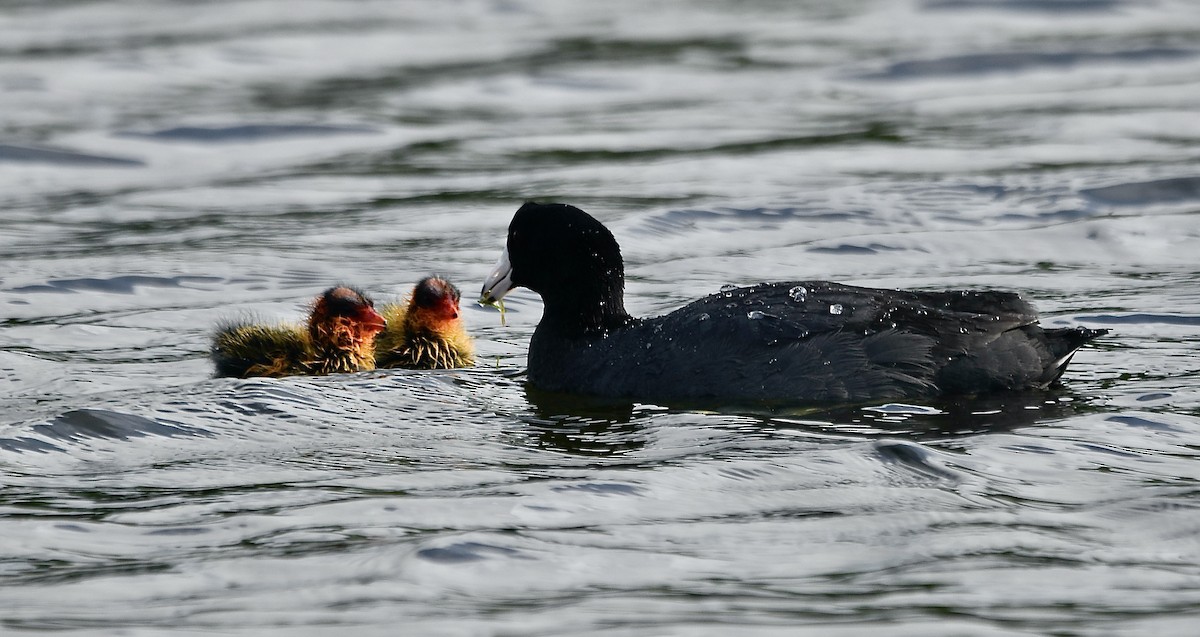 American Coot - ML620556011