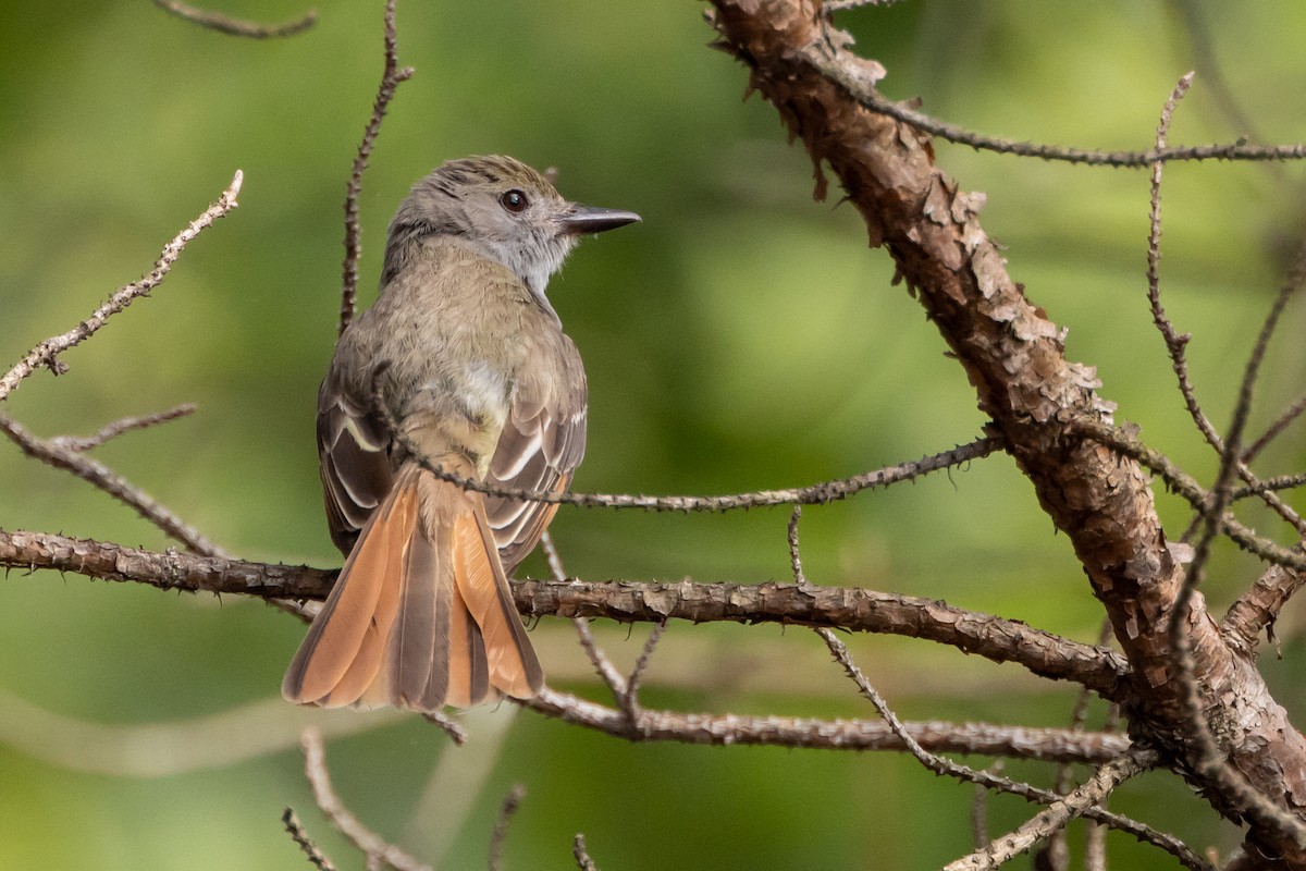 Great Crested Flycatcher - ML620556013