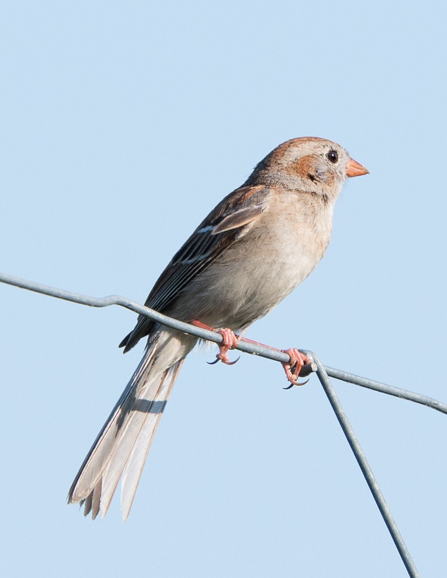 Field Sparrow - ML620556024