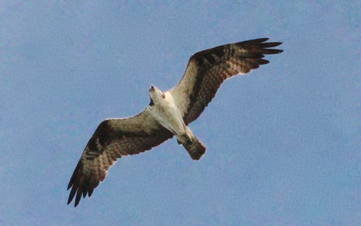 Balbuzard pêcheur - ML620556048