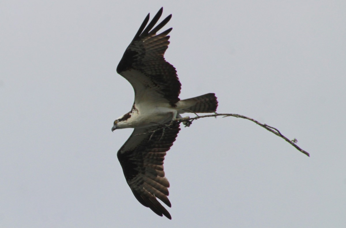 Balbuzard pêcheur - ML620556049