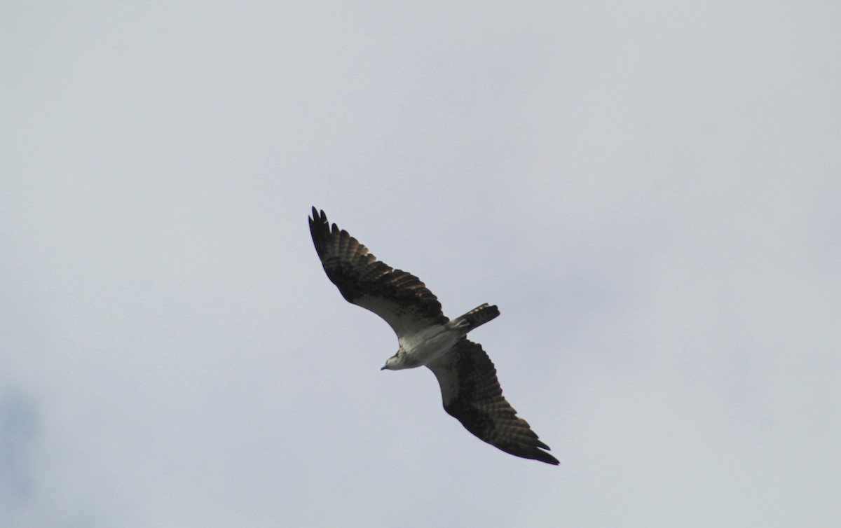 Balbuzard pêcheur - ML620556052