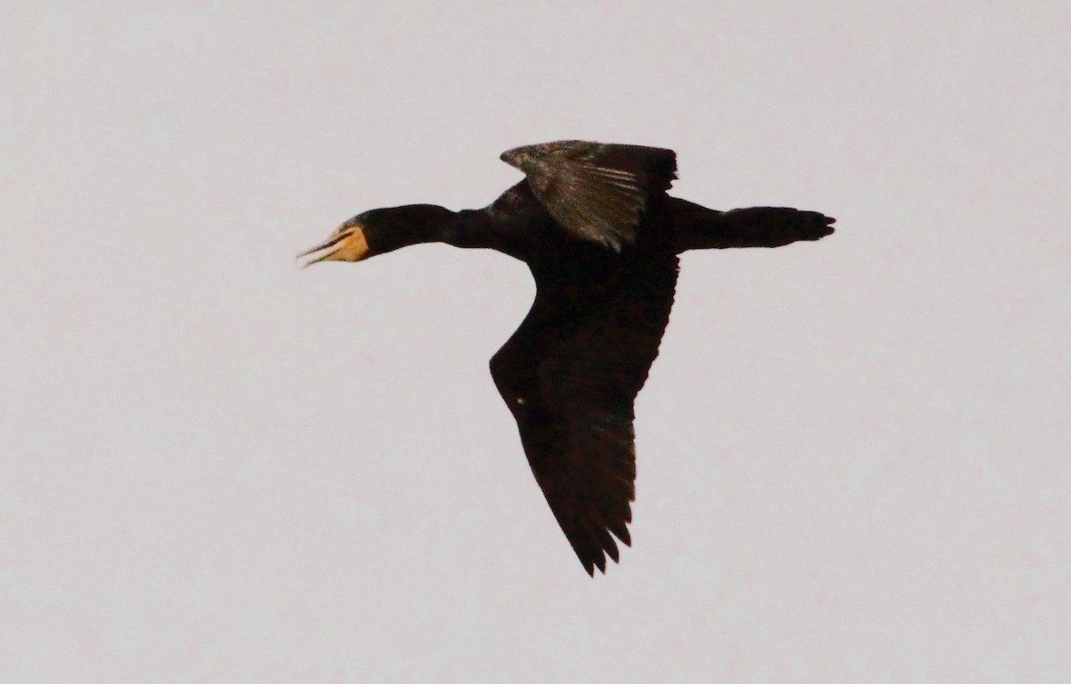 Cormoran à aigrettes - ML620556057