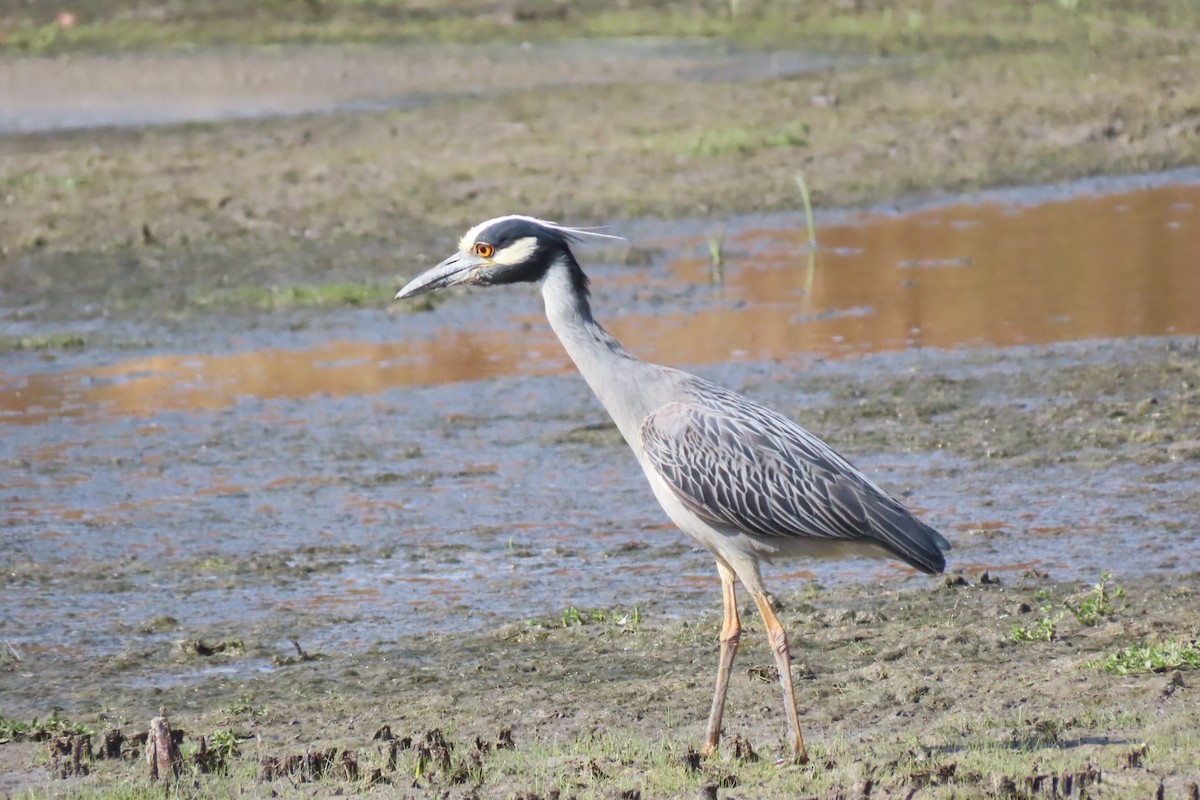 Yellow-crowned Night Heron - ML620556062