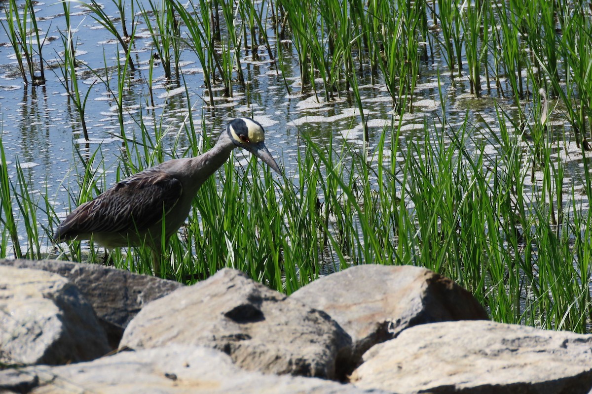 Yellow-crowned Night Heron - ML620556063