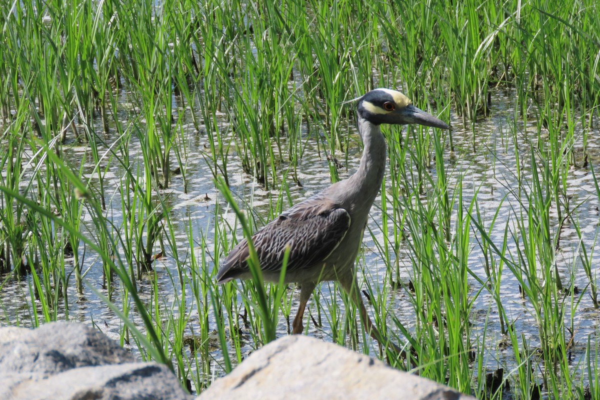 Yellow-crowned Night Heron - ML620556064