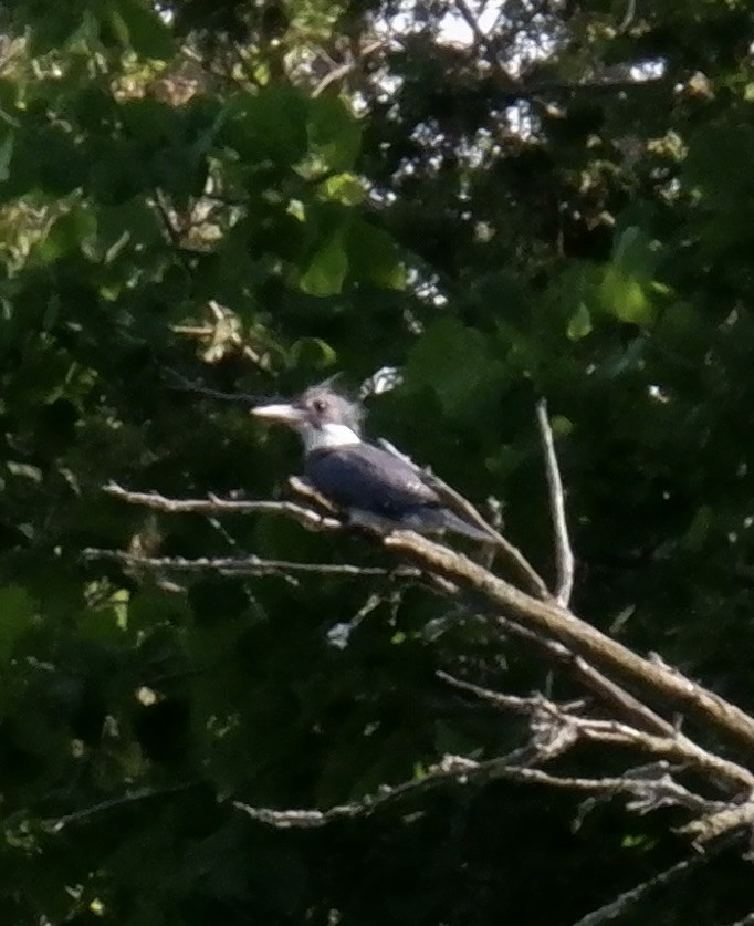 Belted Kingfisher - ML620556067