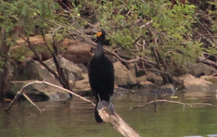 Cormoran à aigrettes - ML620556077