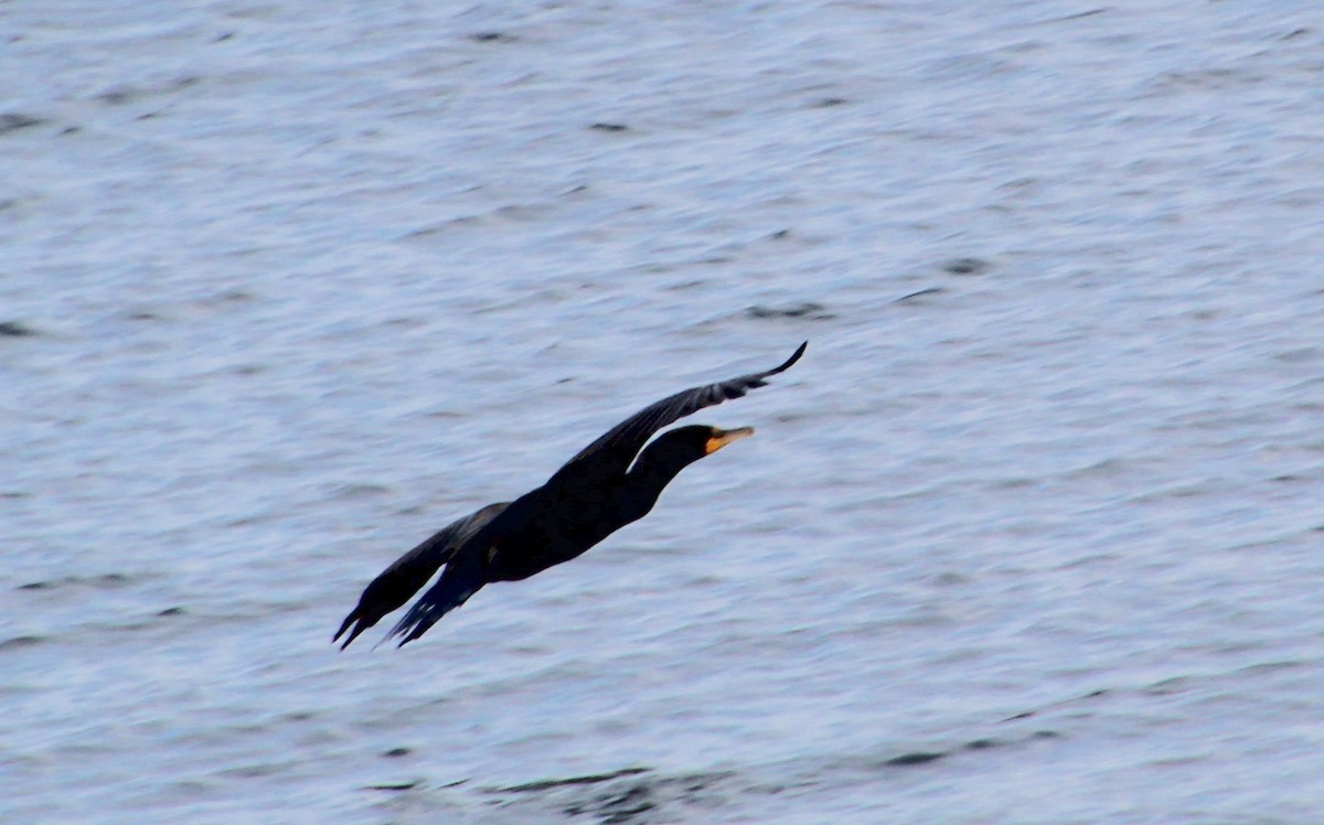 Cormoran à aigrettes - ML620556080