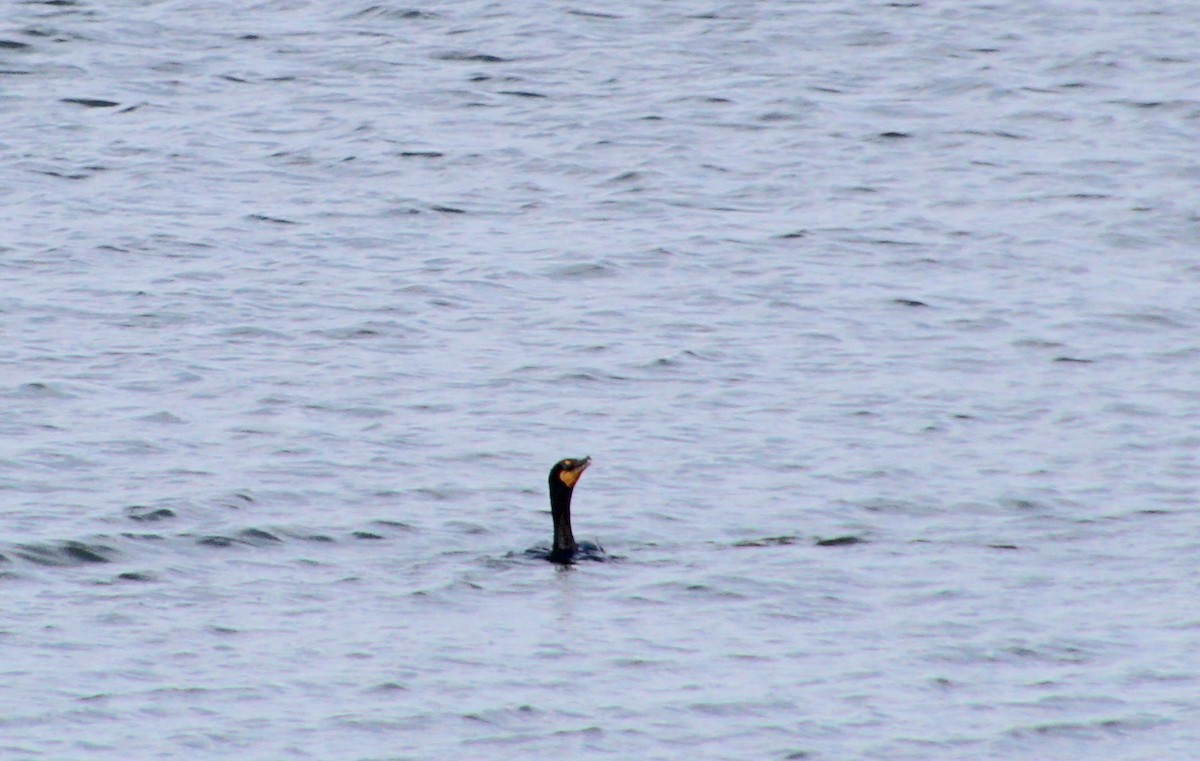 Cormoran à aigrettes - ML620556081