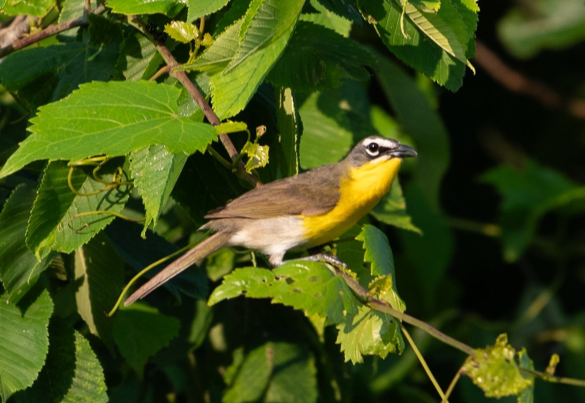 Yellow-breasted Chat - ML620556084