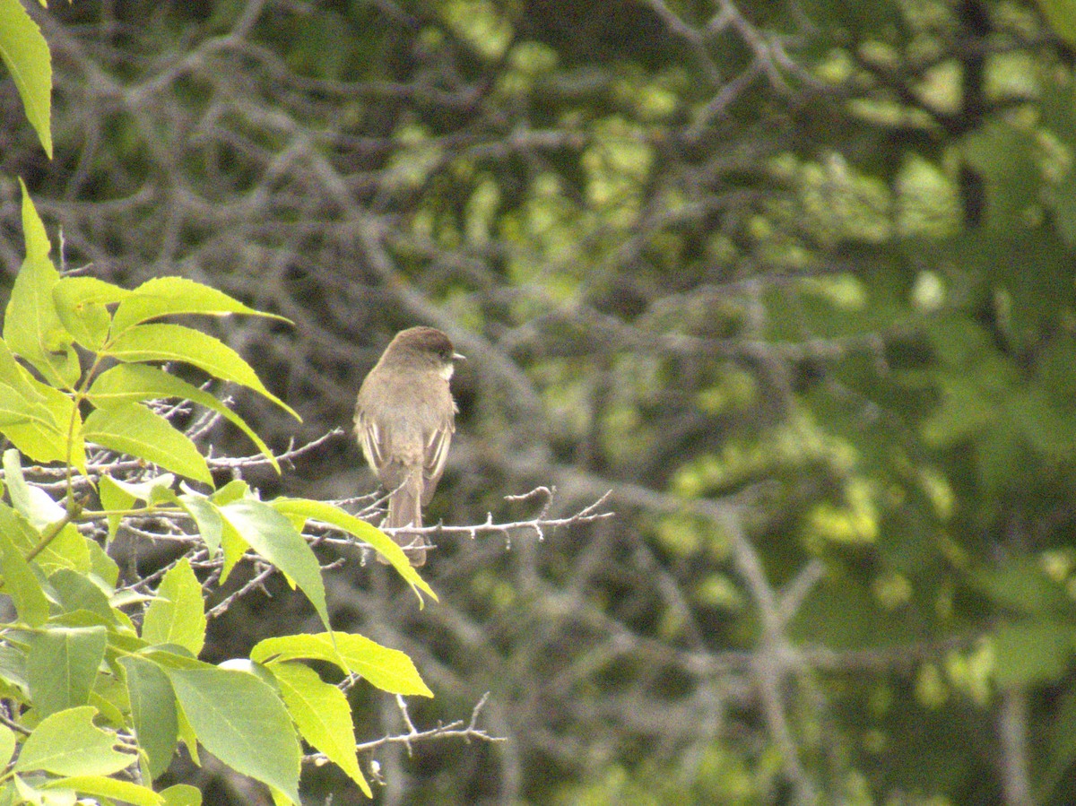 Eastern Phoebe - ML620556091