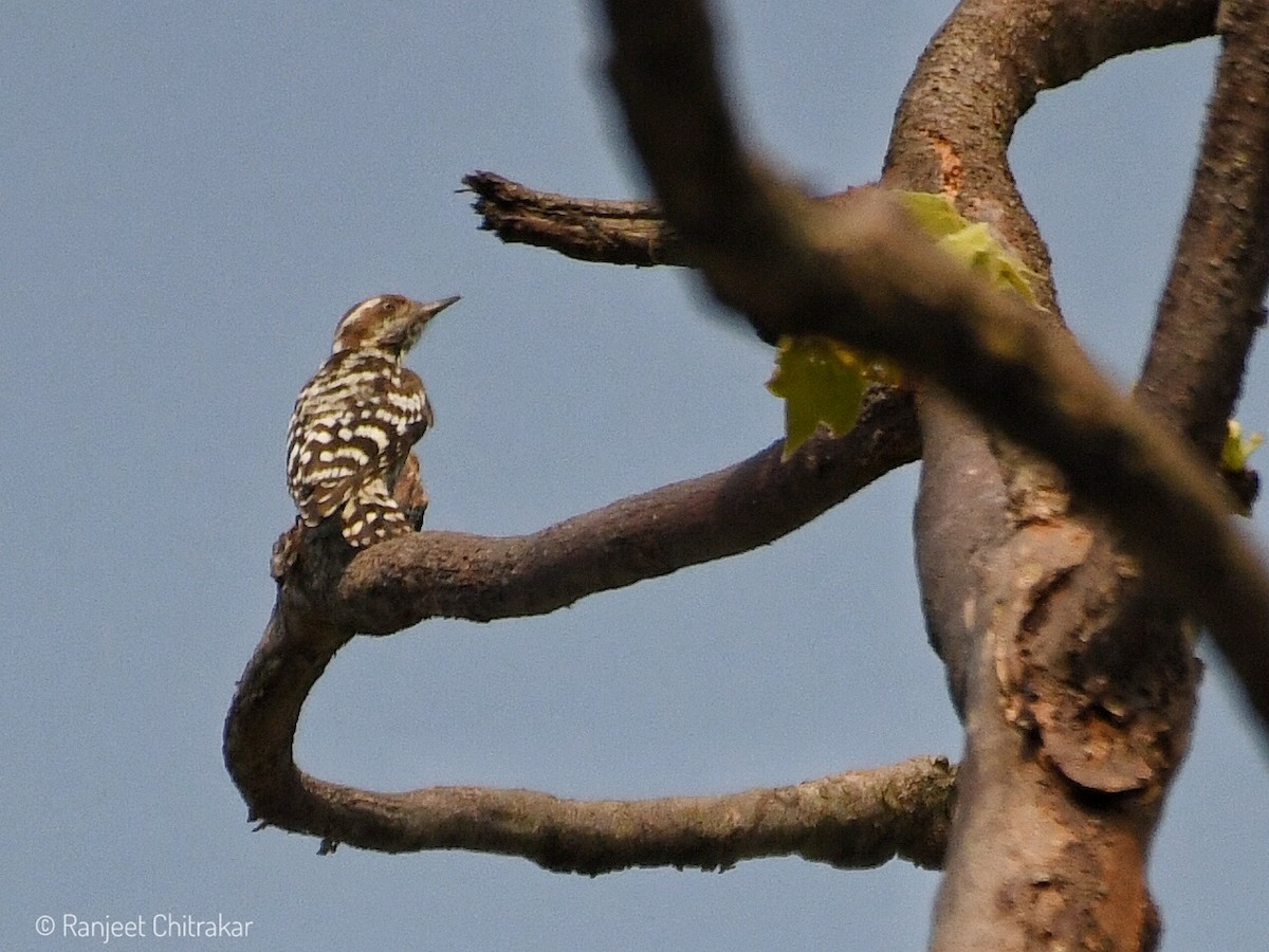 Brown-capped Pygmy Woodpecker - ML620556100