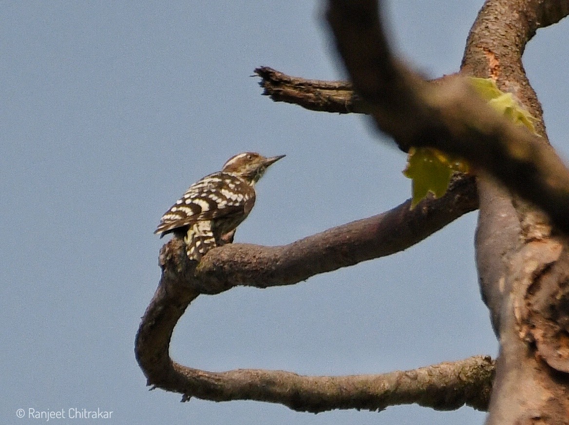 Brown-capped Pygmy Woodpecker - ML620556101