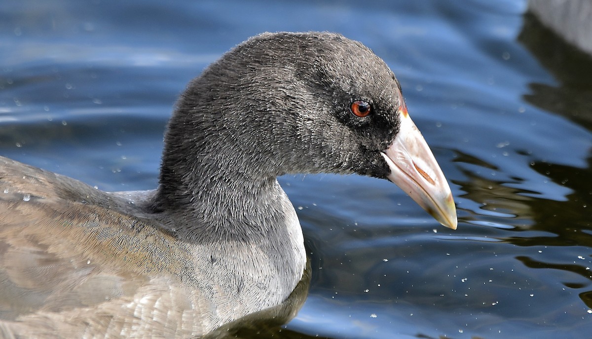 American Coot - ML620556104