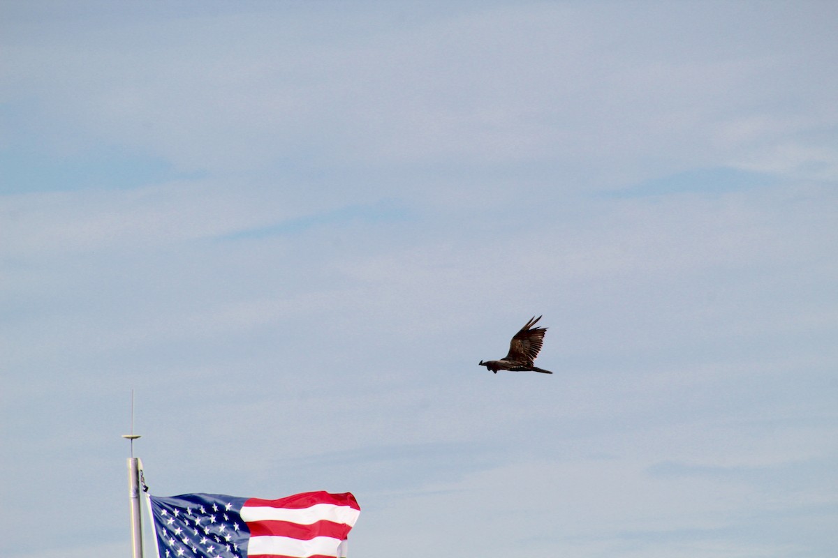 Turkey Vulture - ML620556113