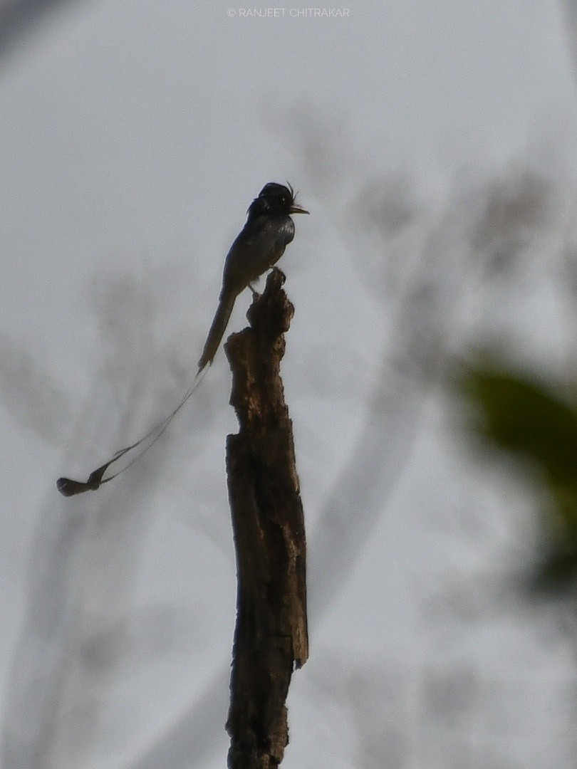 Greater Racket-tailed Drongo - ML620556121