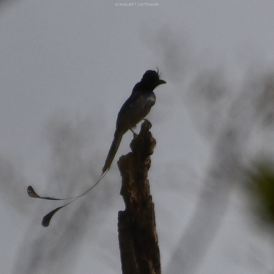 Greater Racket-tailed Drongo - ML620556122