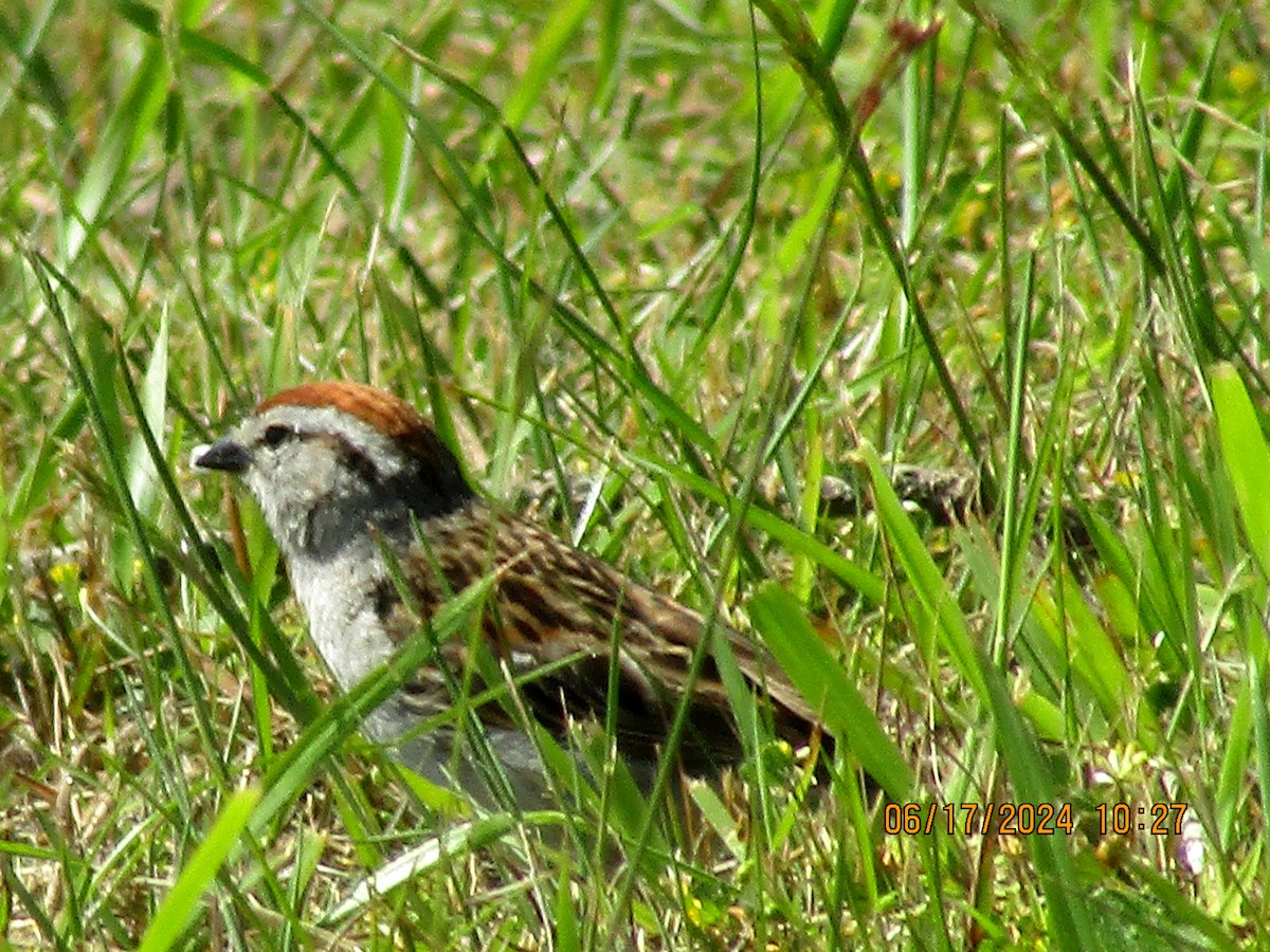 Chipping Sparrow - ML620556123