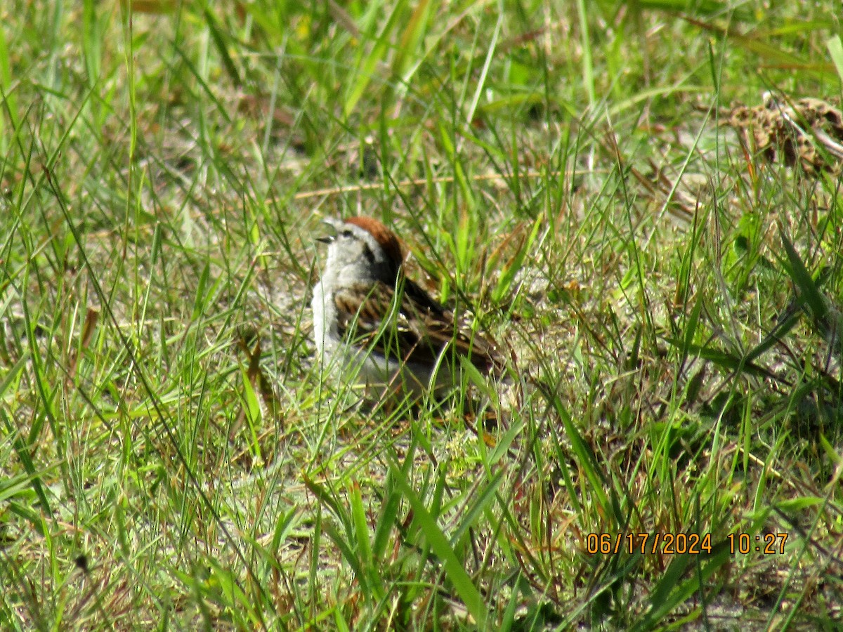 Chipping Sparrow - ML620556124
