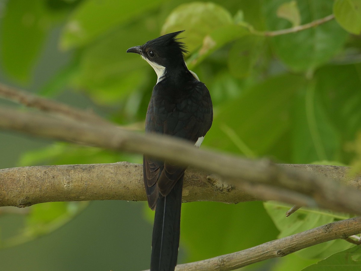 Pied Cuckoo - ML620556125