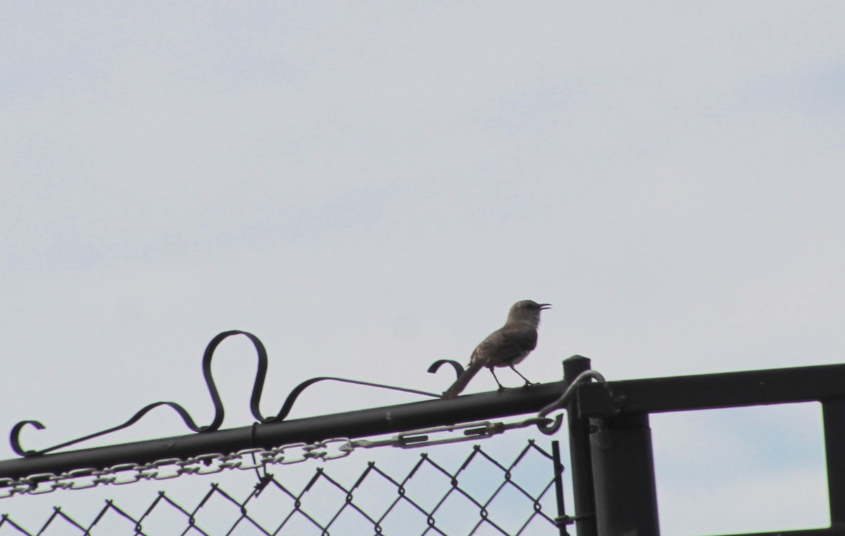 Northern Mockingbird - ML620556128