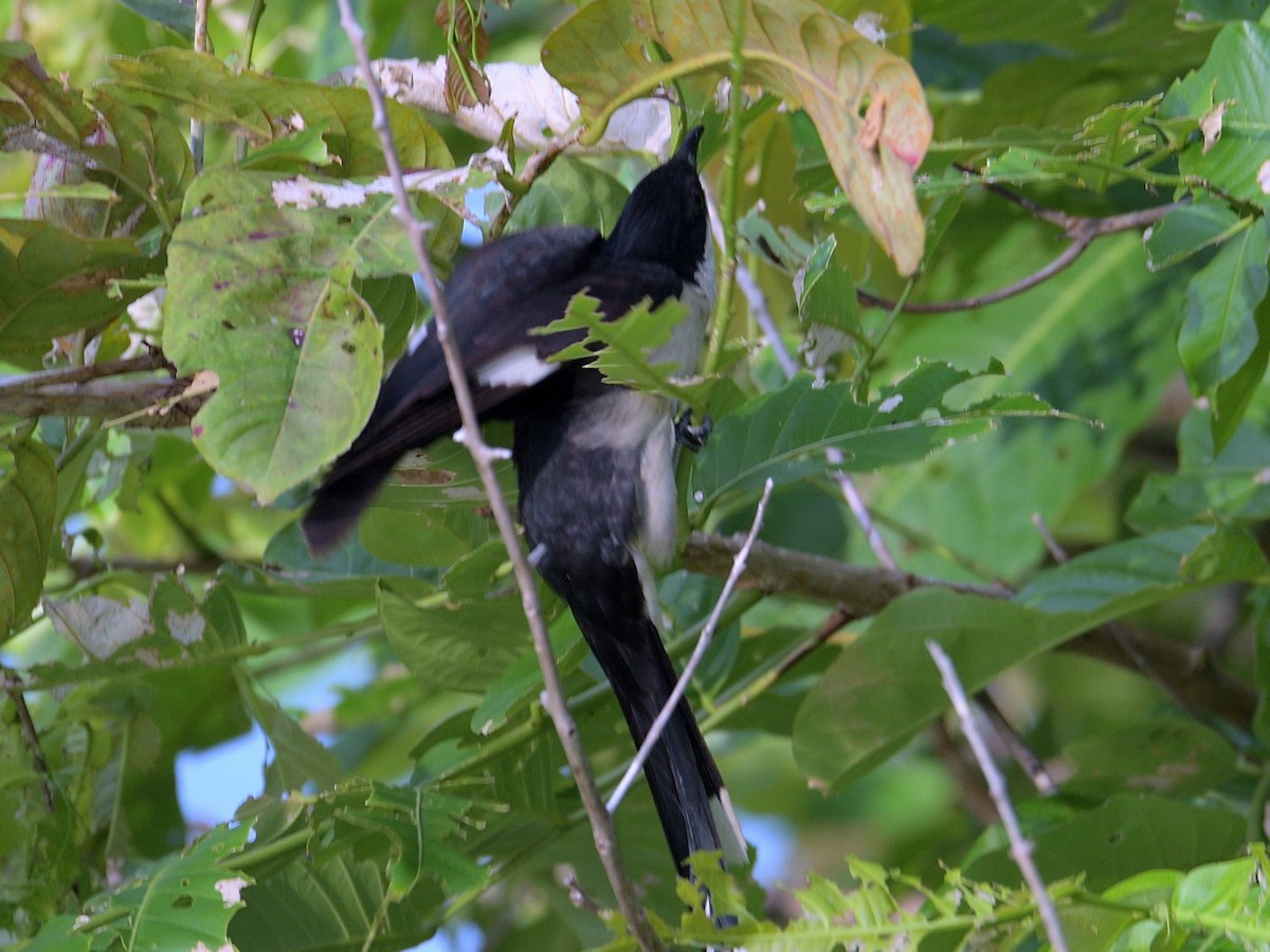 Pied Cuckoo - ML620556152