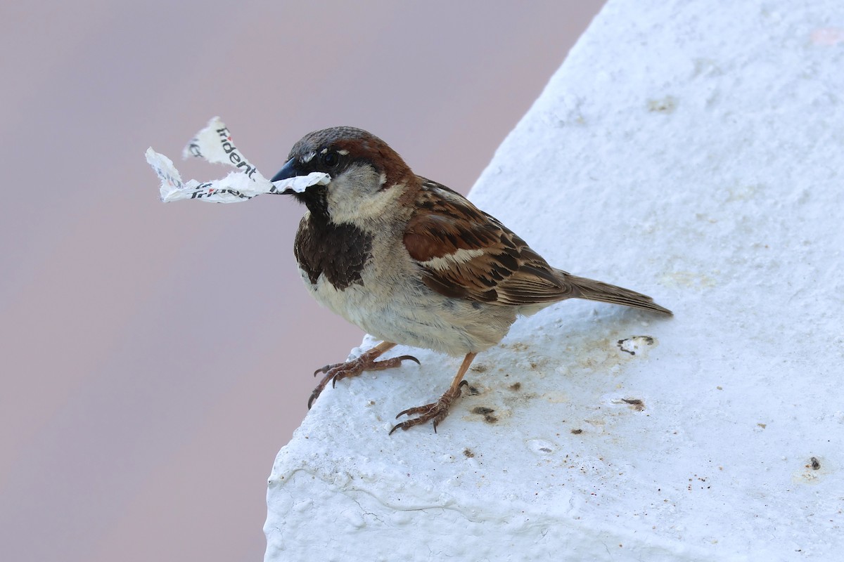 House Sparrow - ML620556155