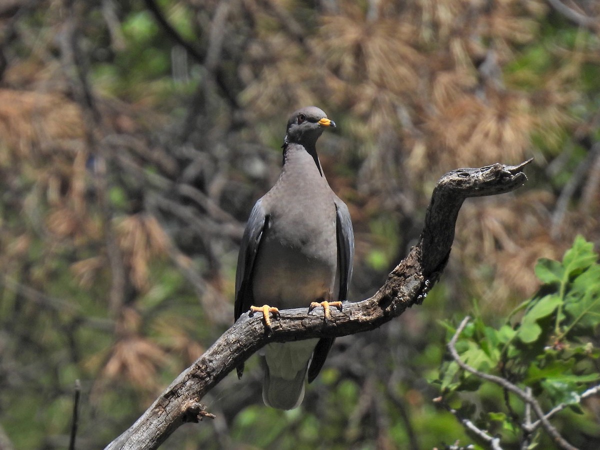 Band-tailed Pigeon - ML620556156