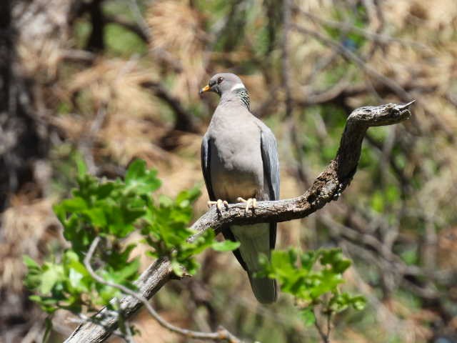 Band-tailed Pigeon - ML620556157