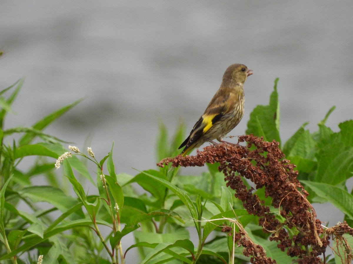 Oriental Greenfinch - Anonymous