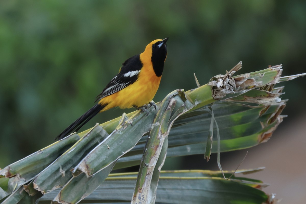 Hooded Oriole - Jan Cubilla