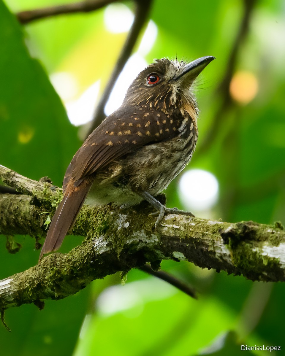 White-whiskered Puffbird - ML620556179