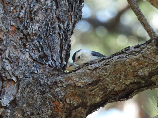 White-breasted Nuthatch - ML620556181