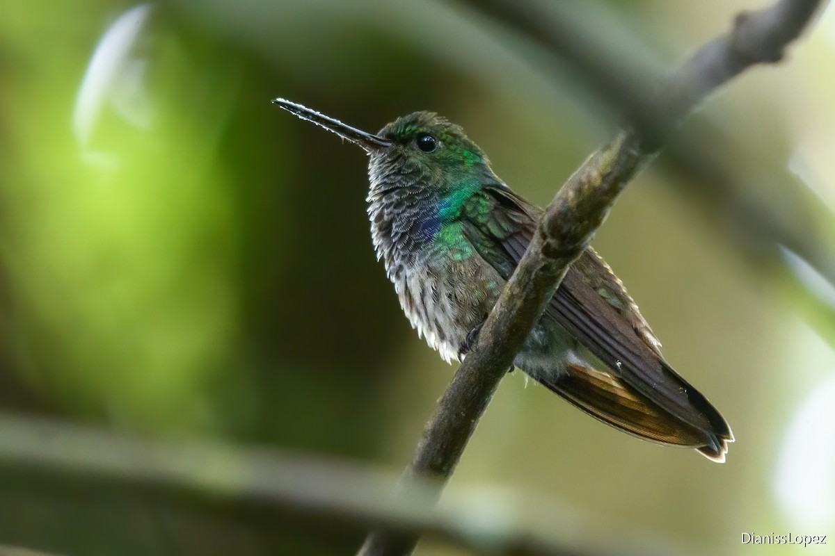 Blue-chested Hummingbird - ML620556186