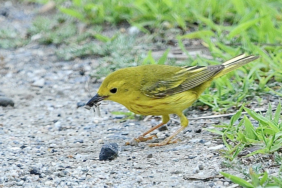 Paruline jaune - ML620556192