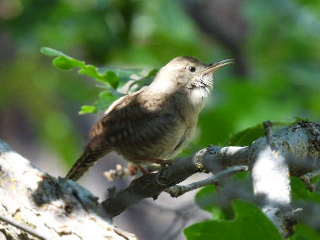 House Wren - ML620556195