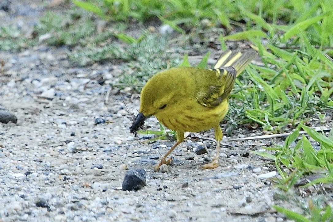 Paruline jaune - ML620556196