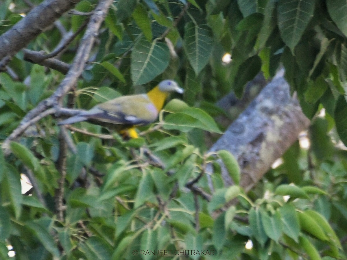 Yellow-footed Green-Pigeon - ML620556201