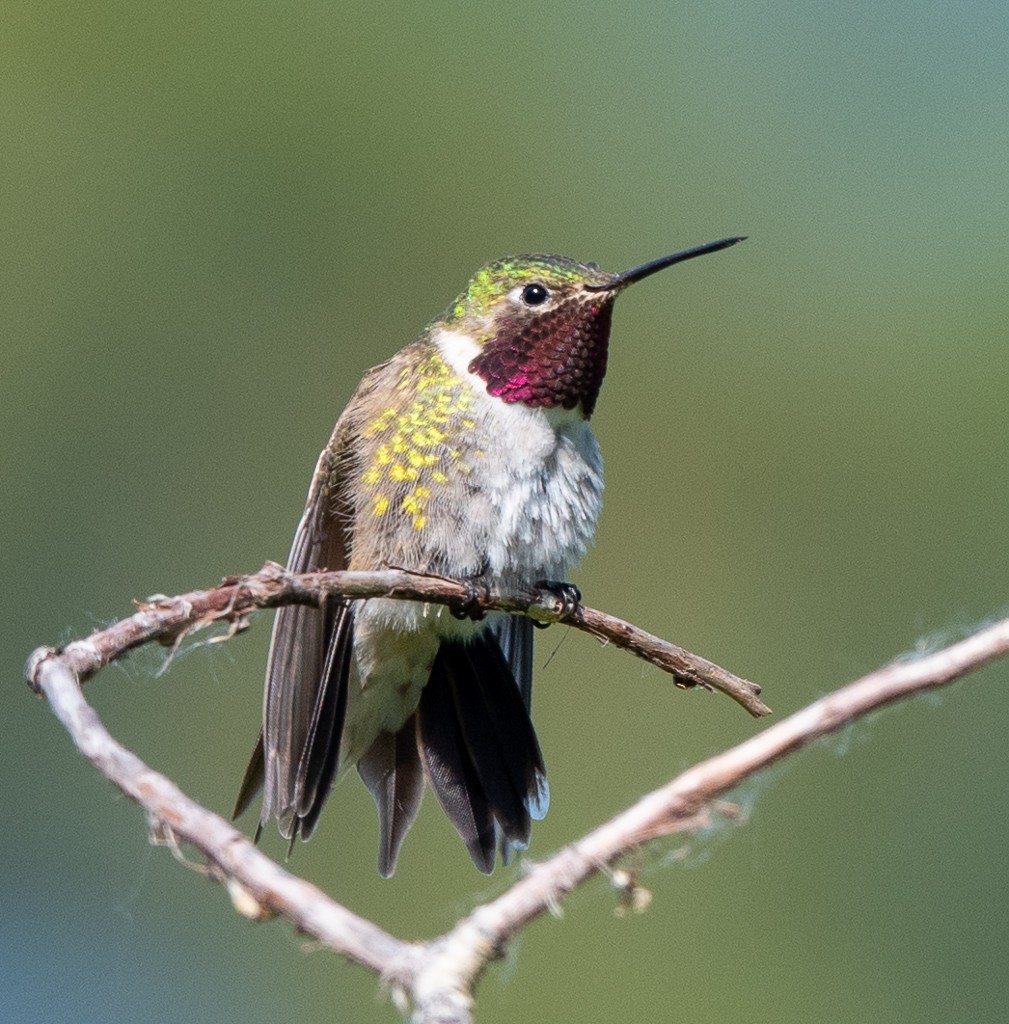 Geniş Kuyruklu Kolibri - ML620556204